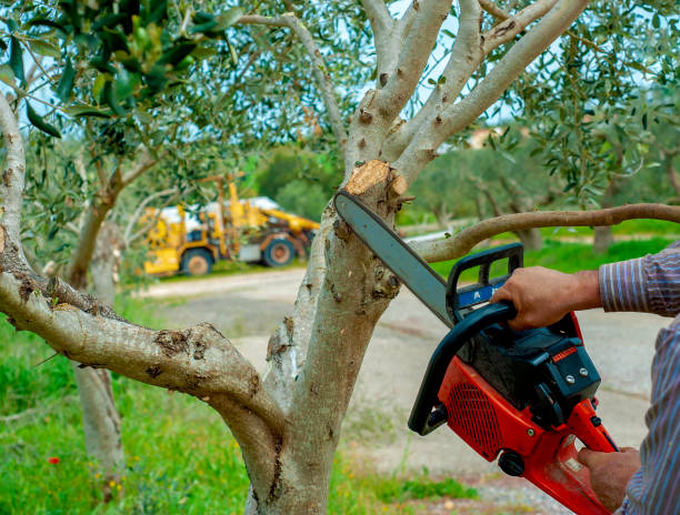 Tree Service Company in Keeler Farm, NM